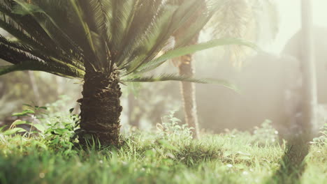 Tropischer-Garten-Mit-Palmen-In-Sonnenstrahlen
